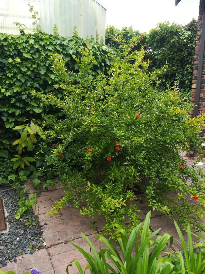 Le Petit Vignoble Bed & Breakfast Cape Town Exterior photo